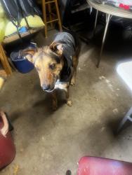 Found/Stray Male Dog last seen Indiana, Lubbock, TX 79423