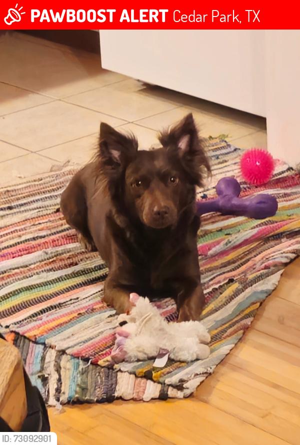 Lost Female Dog last seen Pepper Grass Trail, Spiderlily, Hatch, El Salido, Anderson Mill West, Cedar Park, TX 78613