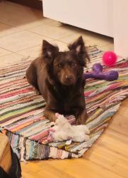 Lost Female Dog last seen Pepper Grass Trail, Spiderlily, Hatch, El Salido, Anderson Mill West, Cedar Park, TX 78613