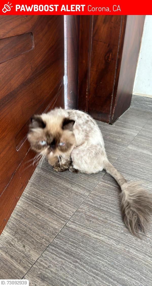 Lost Female Cat last seen Near eastvale, Corona, CA 92880