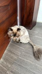 Lost Female Cat last seen Near eastvale, Corona, CA 92880