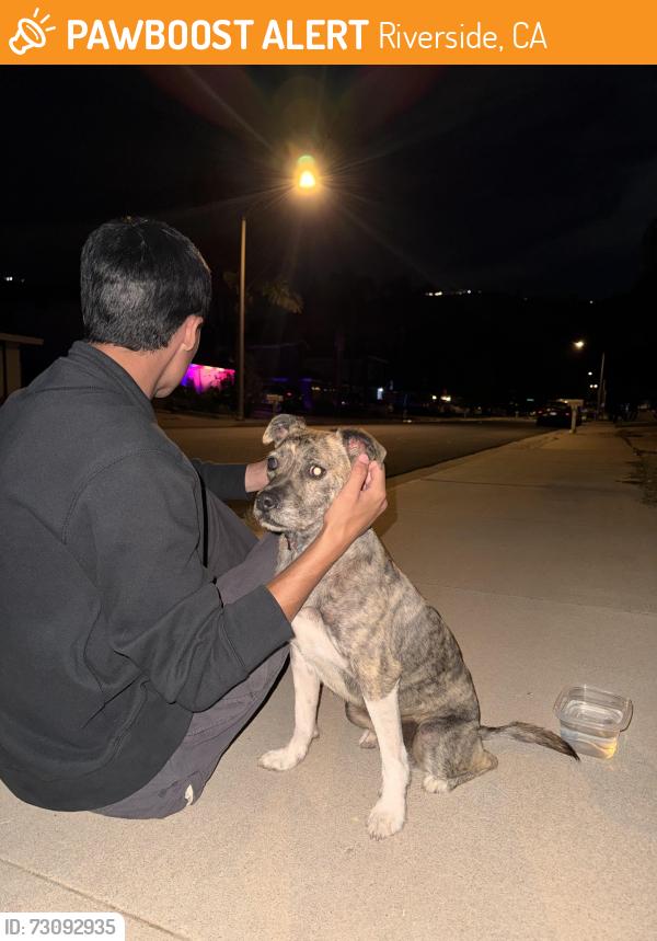 Found/Stray Female Dog last seen Hillcrest High School, Riverside, CA 92503