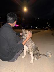 Found/Stray Female Dog last seen Hillcrest High School, Riverside, CA 92503
