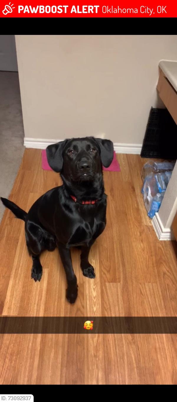 Lost Male Dog last seen yukon/mustang; ashton court, Oklahoma City, OK 73099