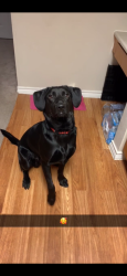Lost Male Dog last seen yukon/mustang; ashton court, Oklahoma City, OK 73099