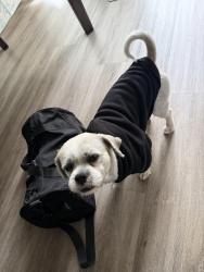 Reunited Male Dog last seen Near Delaware Dr Fremont, CA  94538 United States, Fremont, CA 94538