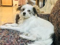 Lost Female Dog last seen Valley High School, Winchester, NV 89169