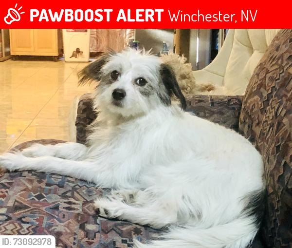 Lost Female Dog last seen Valley High School, Winchester, NV 89169