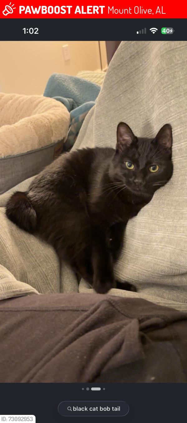 Lost Male Cat last seen Mount olive rd, Mount Olive, AL 35117
