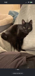 Lost Male Cat last seen Mount olive rd, Mount Olive, AL 35117