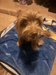 Found/Stray Unknown Dog last seen Milwaukee ridge, Lubbock, TX 79407