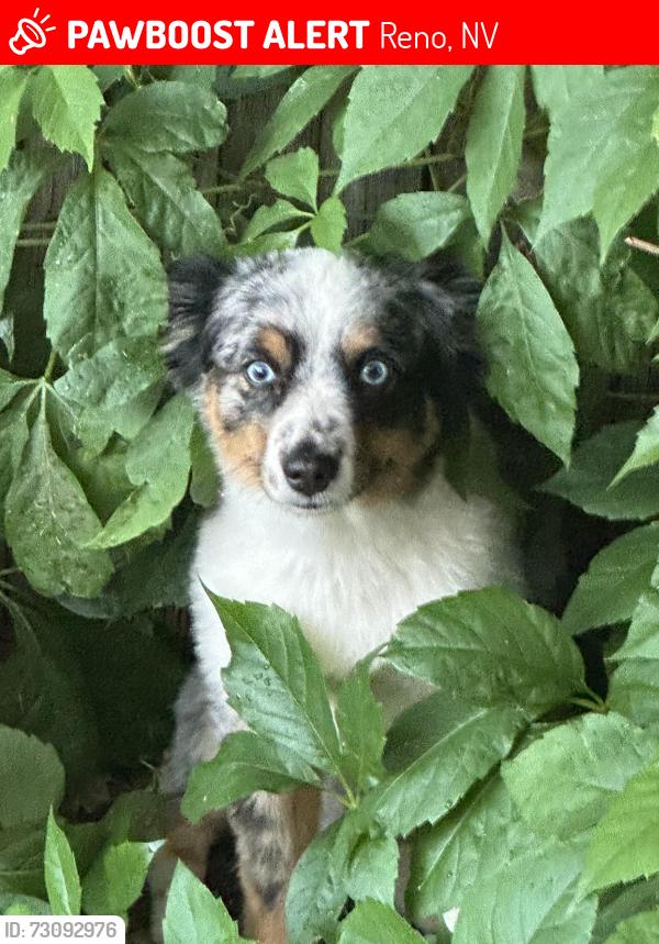 Lost Male Dog last seen Kirman st., Reno, NV 89502