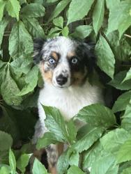 Lost Male Dog last seen Kirman st., Reno, NV 89502