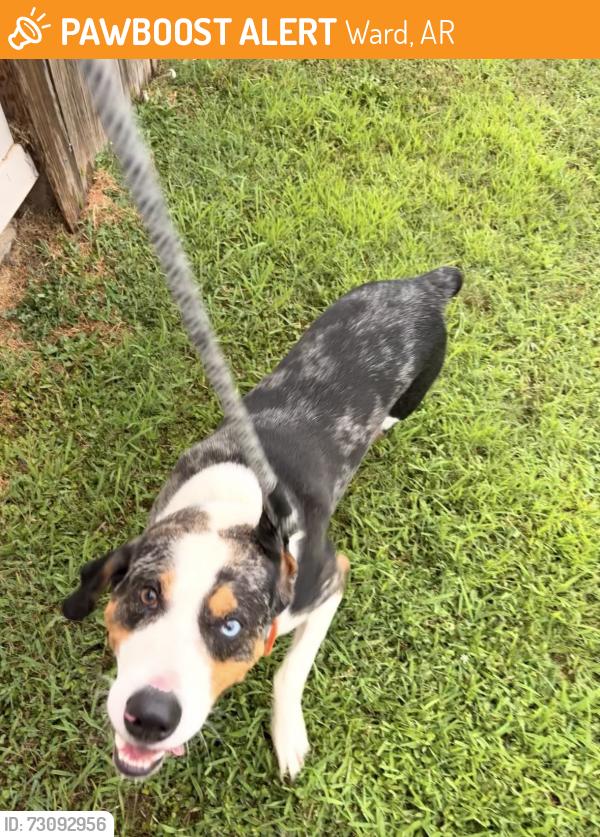 Found/Stray Male Dog last seen Orchard Hollow and Peachtree Ln Ward AR, Ward, AR 72176