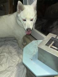 Found/Stray Unknown Dog last seen New York drive, Altadena, CA 91104
