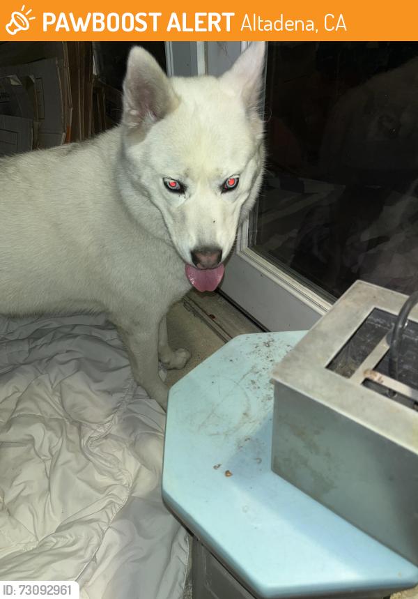 Found/Stray Unknown Dog last seen New York drive, Altadena, CA 91104