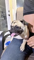 Found/Stray Female Dog last seen Pablo kisel y paseo del rio, Brownsville, TX 78526