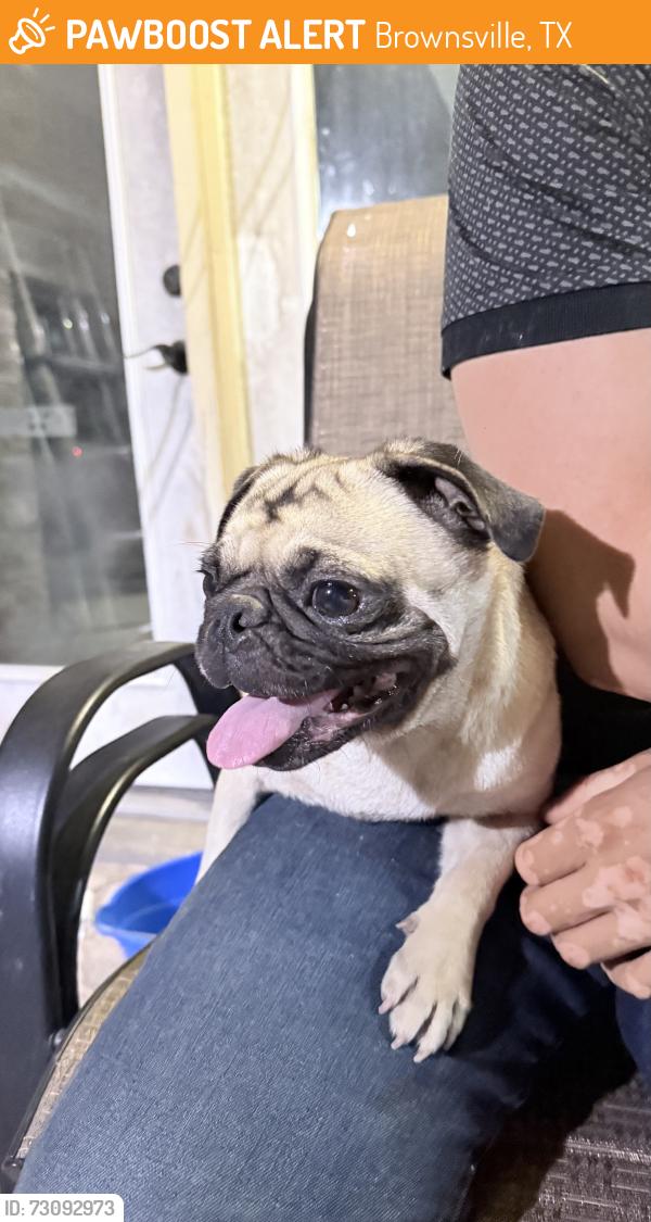 Found/Stray Female Dog last seen Pablo kisel y paseo del rio, Brownsville, TX 78526