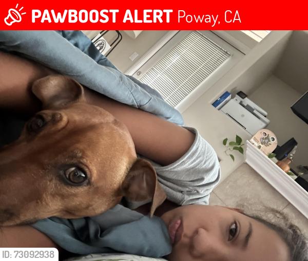 Lost Male Dog last seen Poway near Rancho Bernardo high school, Poway, CA 92064