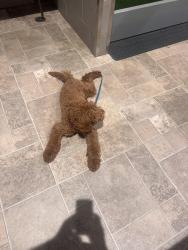 Lost Male Dog last seen Tucker trice, Lebanon, TN 37087