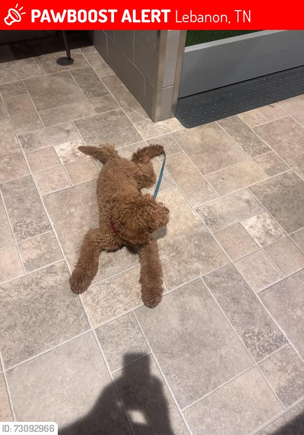 Lost Male Dog last seen Tucker trice, Lebanon, TN 37087