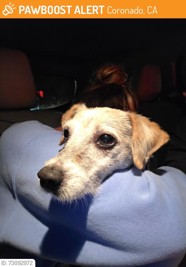 Found/Stray Unknown Dog last seen Fourth st and G ave, Coronado, CA 92118