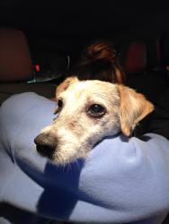Found/Stray Unknown Dog last seen Fourth st and G ave, Coronado, CA 92118
