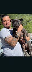 Reunited Female Dog last seen South 56th and Tacoma mall blvd, Tacoma, WA 98409