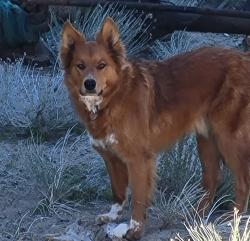 Lost Male Dog last seen Hiway 50 and deerrun, Niagara Falls, ON L2J 0C7