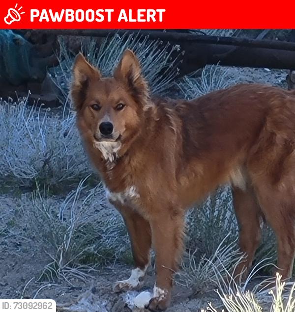 Lost Male Dog last seen Hiway 50 and deerrun, Niagara Falls, ON L2J 0C7