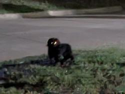 Found/Stray Unknown Dog last seen Danciger, Fort Worth, TX 76112