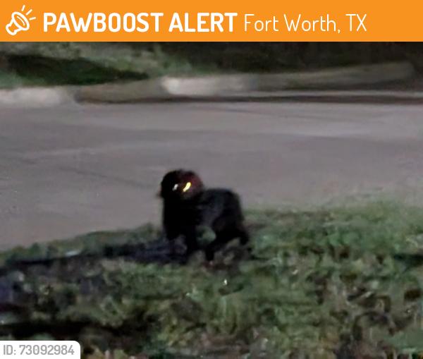 Found/Stray Unknown Dog last seen Danciger, Fort Worth, TX 76112