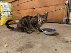 Found/Stray Unknown Cat last seen Bentwood ct E and Ableman ave, Albany, NY 12203