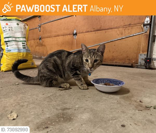 Found/Stray Unknown Cat last seen Bentwood ct E and Ableman ave, Albany, NY 12203
