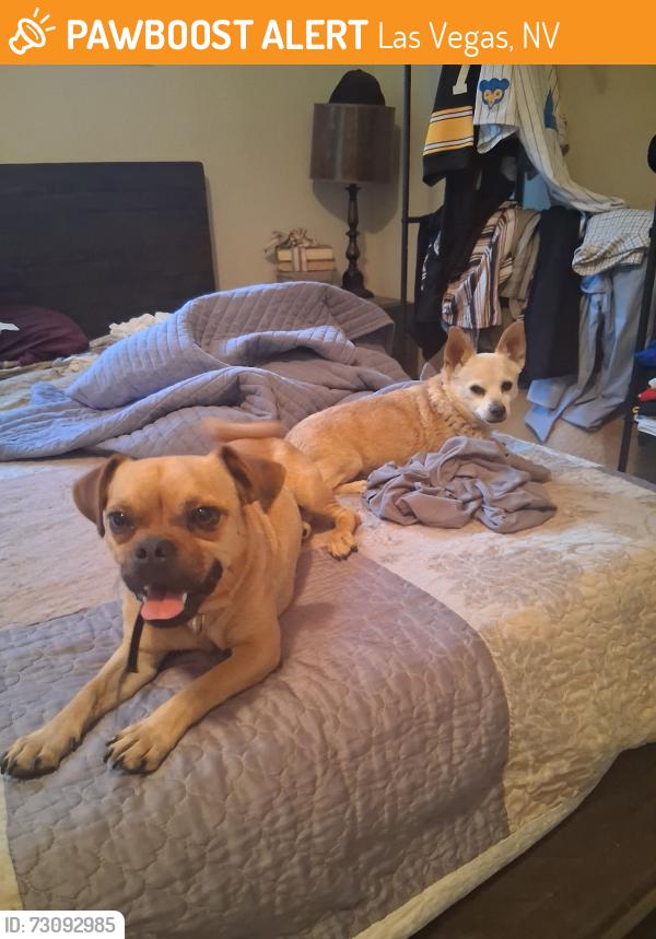 Found/Stray Unknown Dog last seen Lone mountain and buffalo, Las Vegas, NV 89149