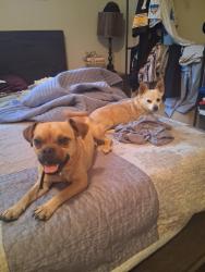 Found/Stray Unknown Dog last seen Lone mountain and buffalo, Las Vegas, NV 89149