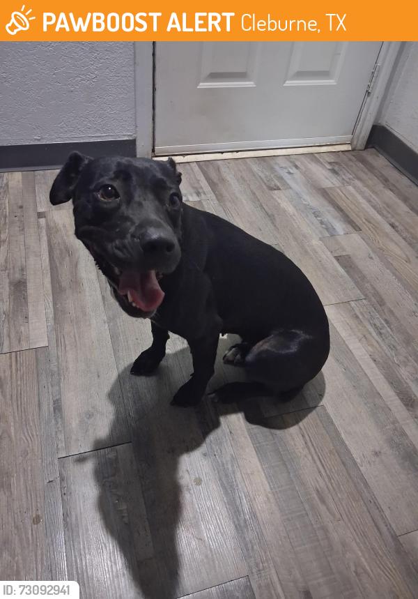 Found/Stray Female Dog last seen North Ridgeway Dr & West Henderson St by the gas stations near McDonald's, Cleburne, TX 76033