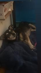 Found/Stray Male Dog last seen Valerio & sunnybrae, Los Angeles, CA 91306