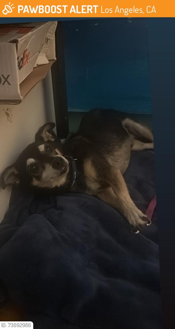 Found/Stray Male Dog last seen Valerio & sunnybrae, Los Angeles, CA 91306
