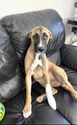 Reunited Male Dog last seen Near Washington Avenue, Garden City, NY, Garden City, NY 11550