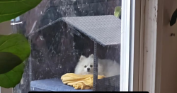 Reunited Male Dog last seen Parchester village, Richmond, CA 94808