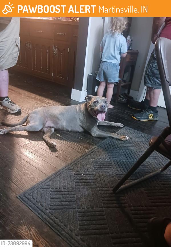 Found/Stray Female Dog last seen Near Hancock ridge road, Martinsville, IN 46151