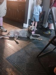 Found/Stray Female Dog last seen Near Hancock ridge road, Martinsville, IN 46151