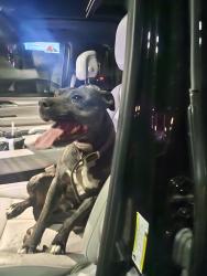 Reunited Female Dog last seen Near Delta Fair Blvd, Antioch, CA 94509, USA, Antioch, CA 94509