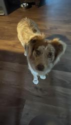 Reunited Female Dog last seen E Cypress , Oakley, CA 94561