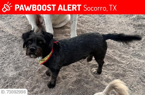 Lost Male Dog last seen Worsham and Mesa Drain, Socorro, TX 79927