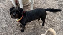 Lost Male Dog last seen Worsham and Mesa Drain, Socorro, TX 79927