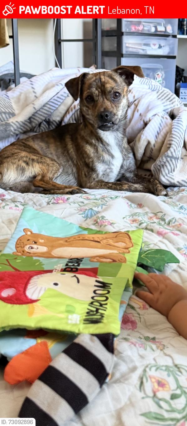 Lost Male Dog last seen Webster St & N Cumberland St near mikes foodland, Lebanon, TN 37087