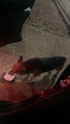 Found/Stray Male Dog last seen Temescal avune by socalvet group, Norco, CA 92860
