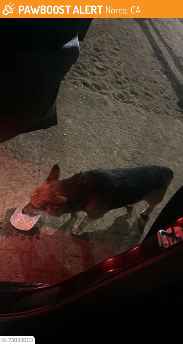 Found/Stray Male Dog last seen Temescal avune by socalvet group, Norco, CA 92860